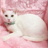 臆病だけど、遊び好き♪純白の美猫『ロッテ』６ヶ月 サムネイル2