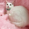 臆病だけど、遊び好き♪純白の美猫『ロッテ』６ヶ月 サムネイル3