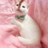臆病だけど、遊び好き♪純白の美猫『ロッテ』６ヶ月 サムネイル4