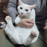 臆病だけど、遊び好き♪純白の美猫『ロッテ』６ヶ月 サムネイル5