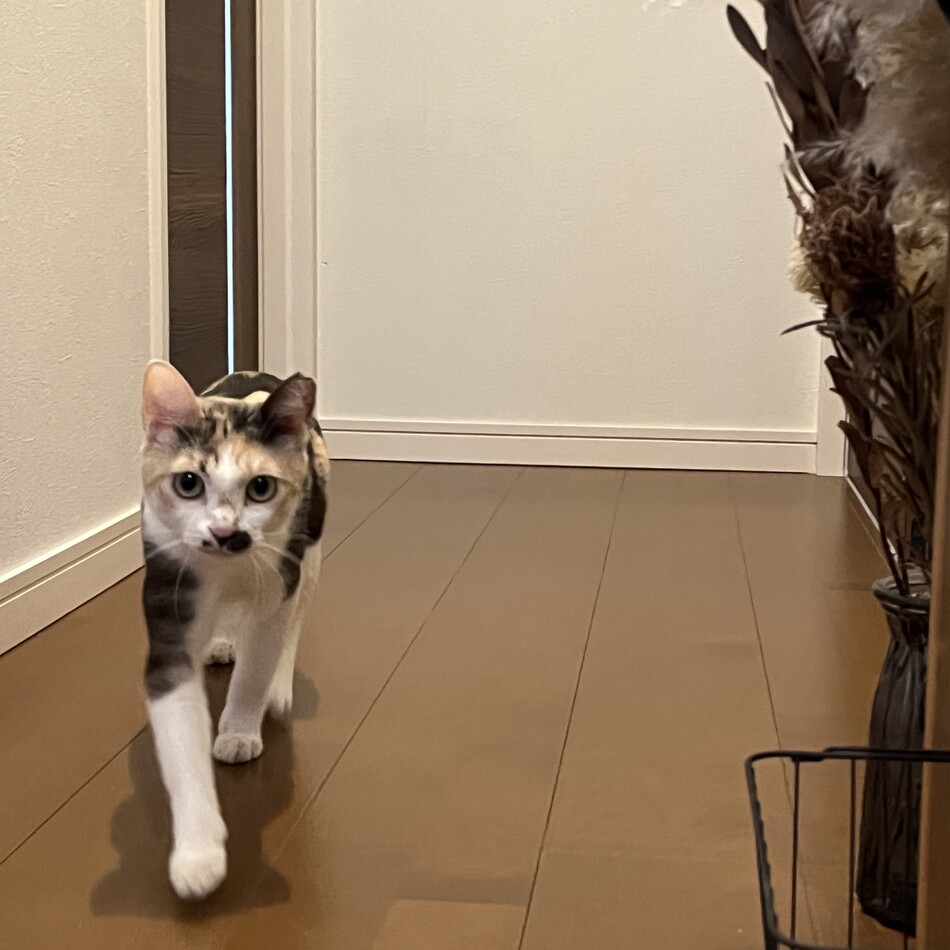 ミケのカバー写真