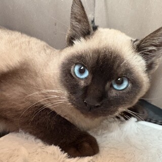 青目のきれいなシャムネコ2カ月半女の子