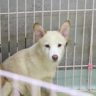 クリーム色の毛色が可愛い野犬の子犬【カルボ】くん