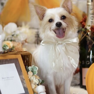 スリスリ撫でられ魔♥パピヨンミックスの男の子