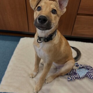 トイレの失敗をしない穏やかな天才（！？）子犬