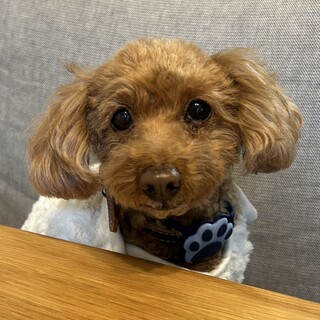 抱っこ命なお散歩大好きガール♥小さい小さいプードル