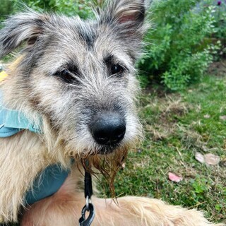 外国映画に出てきそうなもふテリア（猫・子どもOK）