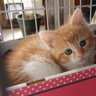 モフモフかわいい♪茶白の男の子★10月20日頃生