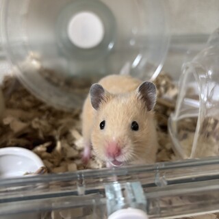 キンクマハムスターの︎︎メスです