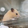 キンクマハムスターの︎︎メスです サムネイル2