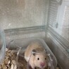 キンクマハムスターの︎︎メスです サムネイル3
