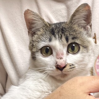 甘えん坊2ヶ月半女の子