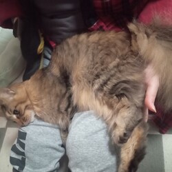 グルーミンググローブ