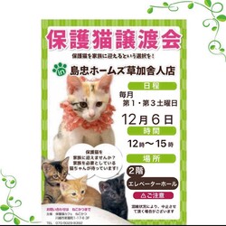 12/6（土）島忠ホームズ草加舎人店保護猫譲渡会 サムネイル1