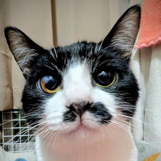 おひげがチャームポイント！元気なおひざ大好き女の子