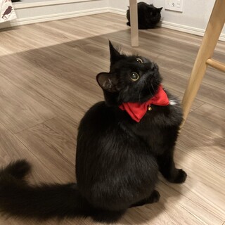 【3/22三田】黒長毛！ママっ子と怖がりママ