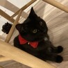 【3/22三田】黒長毛！ママっ子と怖がりママ サムネイル4