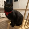 【3/22三田】黒長毛！ママっ子と怖がりママ サムネイル7