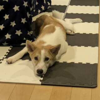 モカ(旧モコ)ちゃん