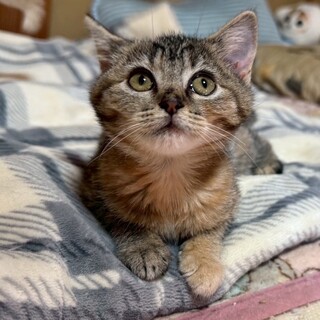 帝王切開で生まれたヴェールちゃん