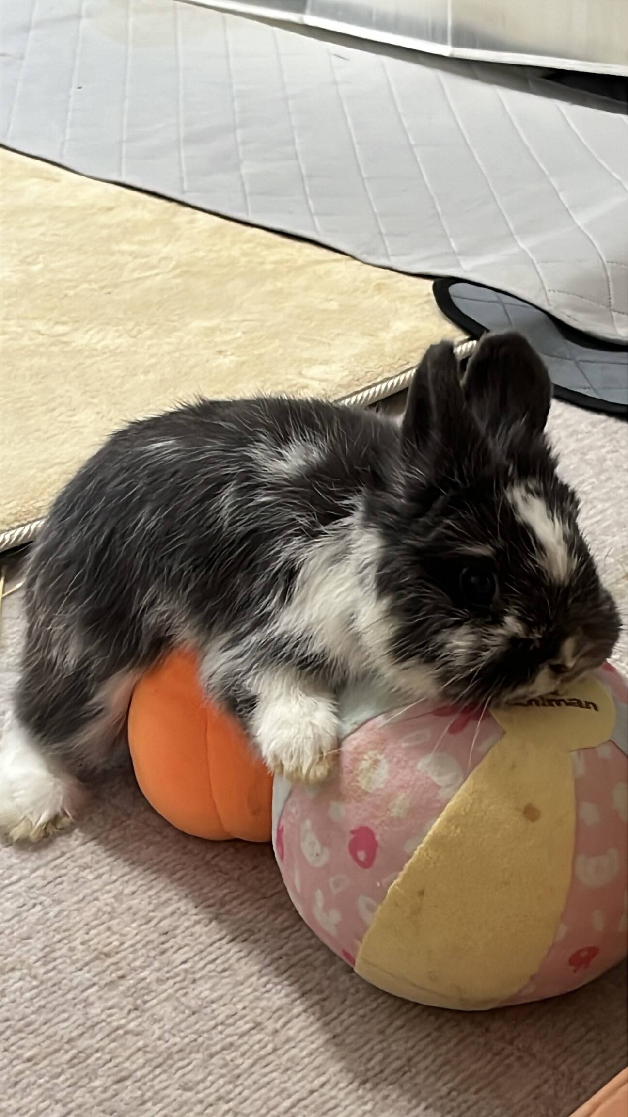 ぷっくり下膨れのネザーランドドワーフの男の子‎ サムネイル1