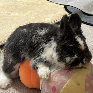 ぷっくり下膨れのネザーランドドワーフの男の子‎