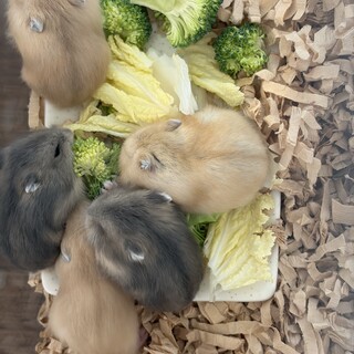 ジャンガリアンハムスターの里親募集