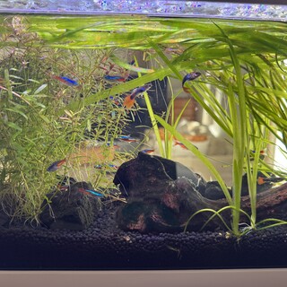 ネオンテトラやグッピー、水槽込