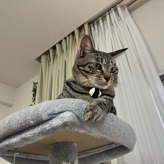 ☆クールでイケメン男の子☆オス２才☆