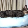 ☆クールでイケメン男の子☆オス２才☆ サムネイル3