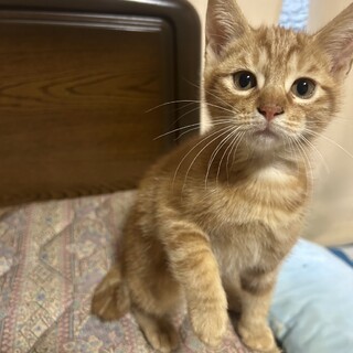 里親決定★母乳で育った茶トラ君