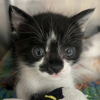 里親決定★亀さんと仲良しのゼット君