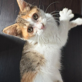 至急！生後3ヶ月三毛猫ちゃん