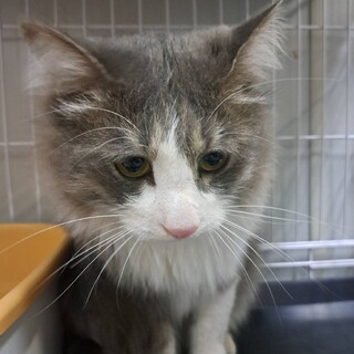 綺麗な長毛！ノルウェージャンMIXの甘えん坊