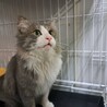 綺麗な長毛！ノルウェージャンMIXの甘えん坊 サムネイル3
