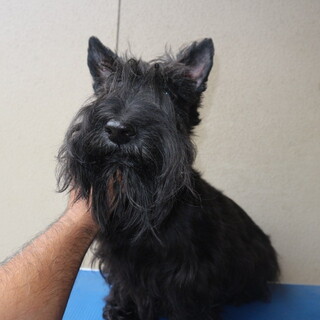 スコティッシュテリア 