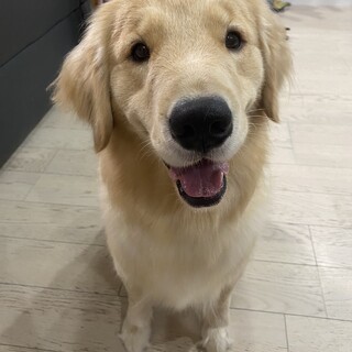 ゴールデンレトリバー里親募集