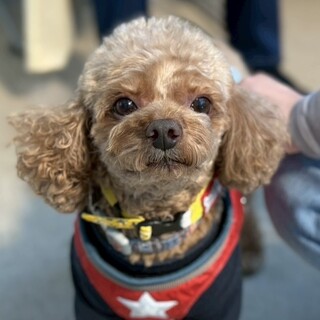 ゆっくり仲良くしてね！散歩大好きトイプードル男の子