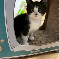 in春日井市☆子猫もいっぱい☆猫達を暖かいオウチに迎えよう2025年12月6日（土)ちーむにゃいんず サムネイル2