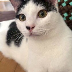 in春日井市☆子猫もいっぱい☆猫達を暖かいオウチに迎えよう2025年12月6日（土)ちーむにゃいんず サムネイル3