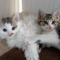 in岡崎市☆子猫もいっぱい☆猫達を暖かいオウチに迎えよう2025年12月6日（土）ちーむにゃいんず