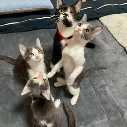 in岡崎市☆子猫もいっぱい☆猫達を暖かいオウチに迎えよう2025年12月6日（土）ちーむにゃいんず サムネイル2