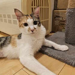 in岡崎市☆子猫もいっぱい☆猫達を暖かいオウチに迎えよう2025年12月6日（土）ちーむにゃいんず サムネイル3