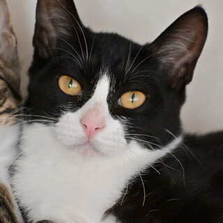 フジコ：バットマン系美人！※トライアル中※