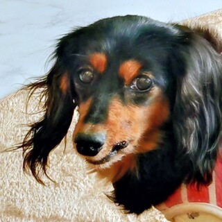 人も犬も大好きな可愛、キョンちゃん