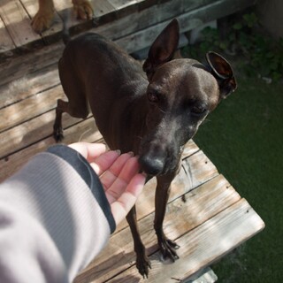 多頭崩壊レスキュー