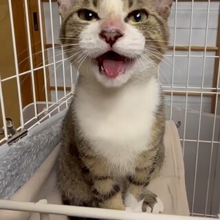 4ヶ月くらいの誰とでも仲良くなれるキジシロくん♂