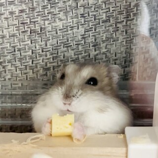 ジャンガリアン（ブルーサファイア）里親様募集