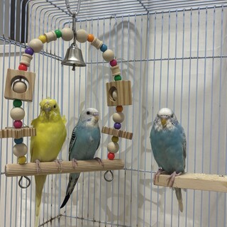 セキセイインコ　メス　3羽居ます