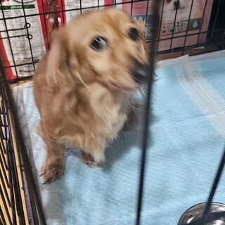 ミニチュアダックスフンド ♀ 